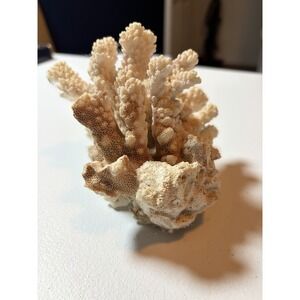 Real Dried Branch Coral – Natural White Decor – Beach Coastal Display (USA Only)